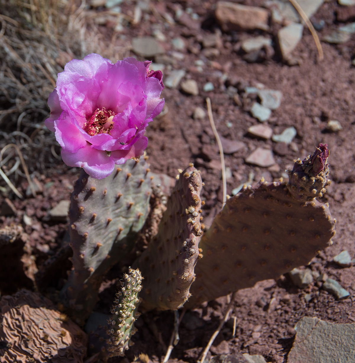 IMGP4208 - pink hedgehog cactus.jpg